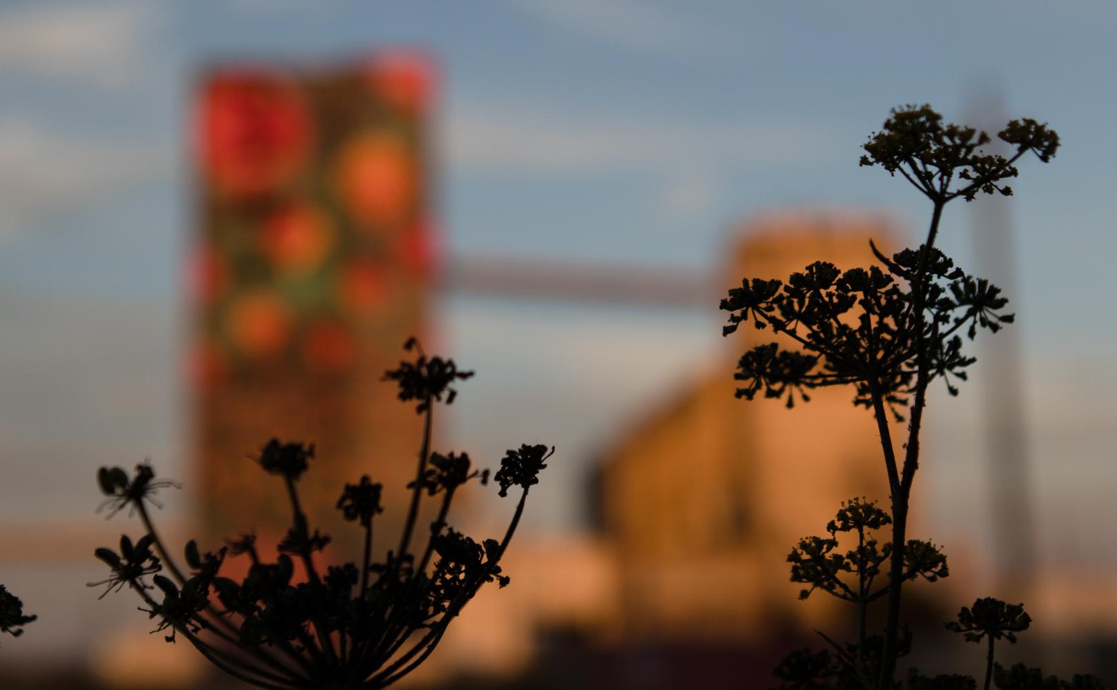 Flowers by Bayview Rise