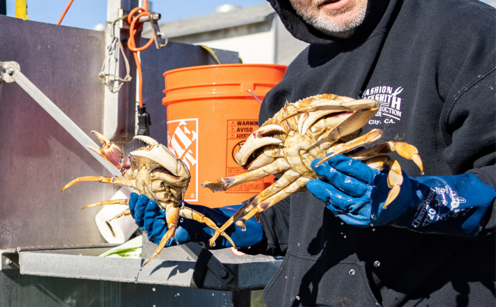 Man holds two crabs with gloved hands