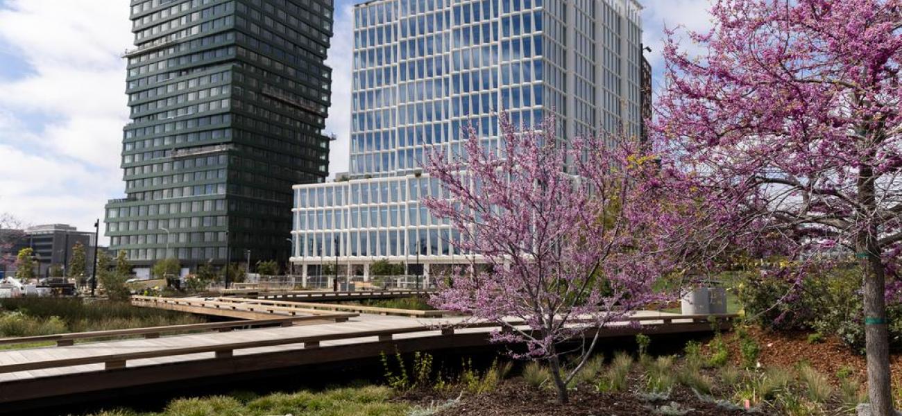 Sunken garden areas around the wooden walkway include trees and native plants around the Mission Rock buildings.