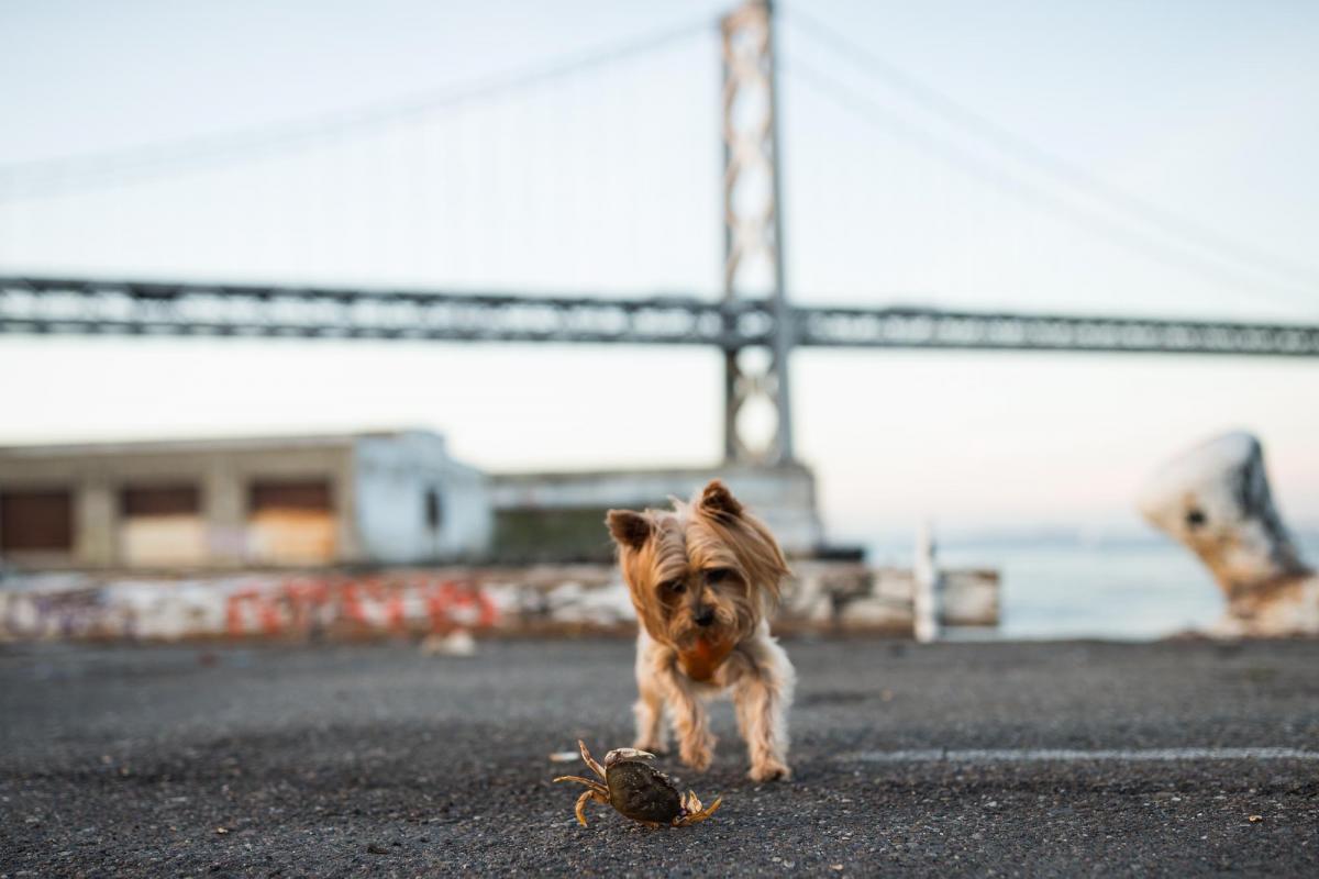 Digital Meeting Series