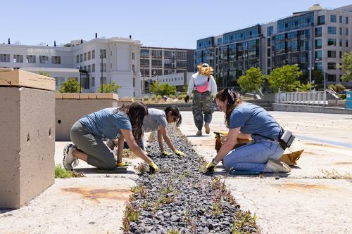 Volunteers pull weeds from the slipway at Crane Cove Park.