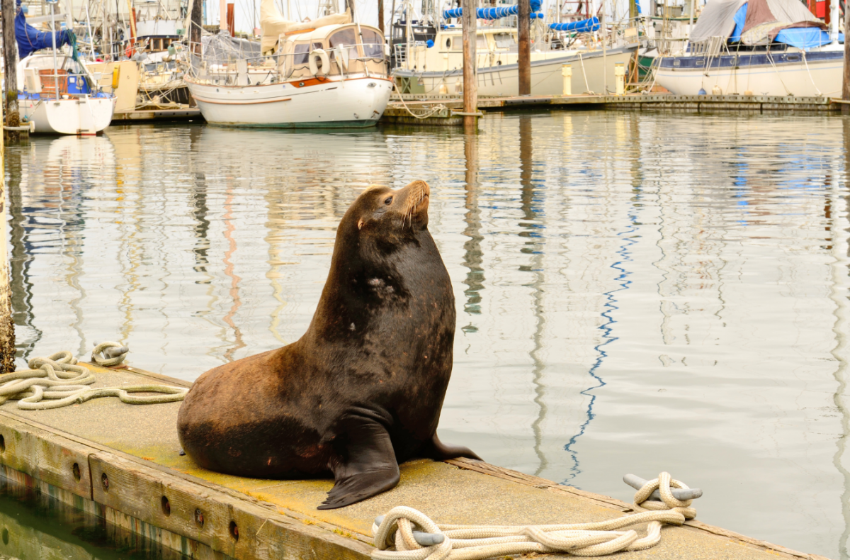 Sea lion on a dock