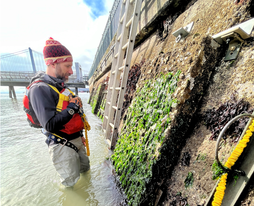 A researcher looks at the algae growth on a textured tile anchored to the side of the Embarcadero Seawall.
