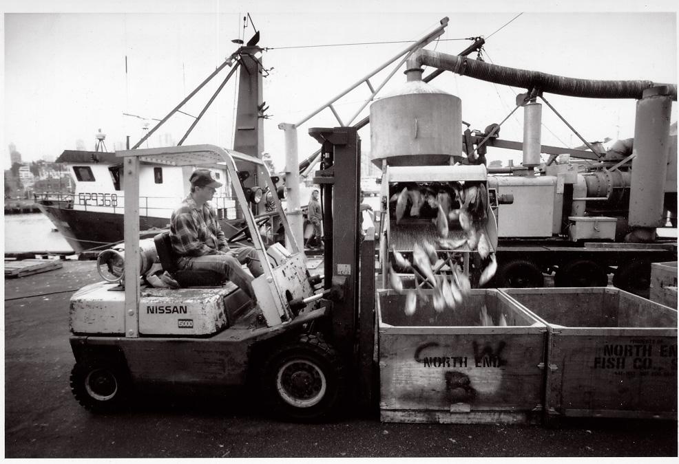 A man uses a forklift to unload fish into a crate. 