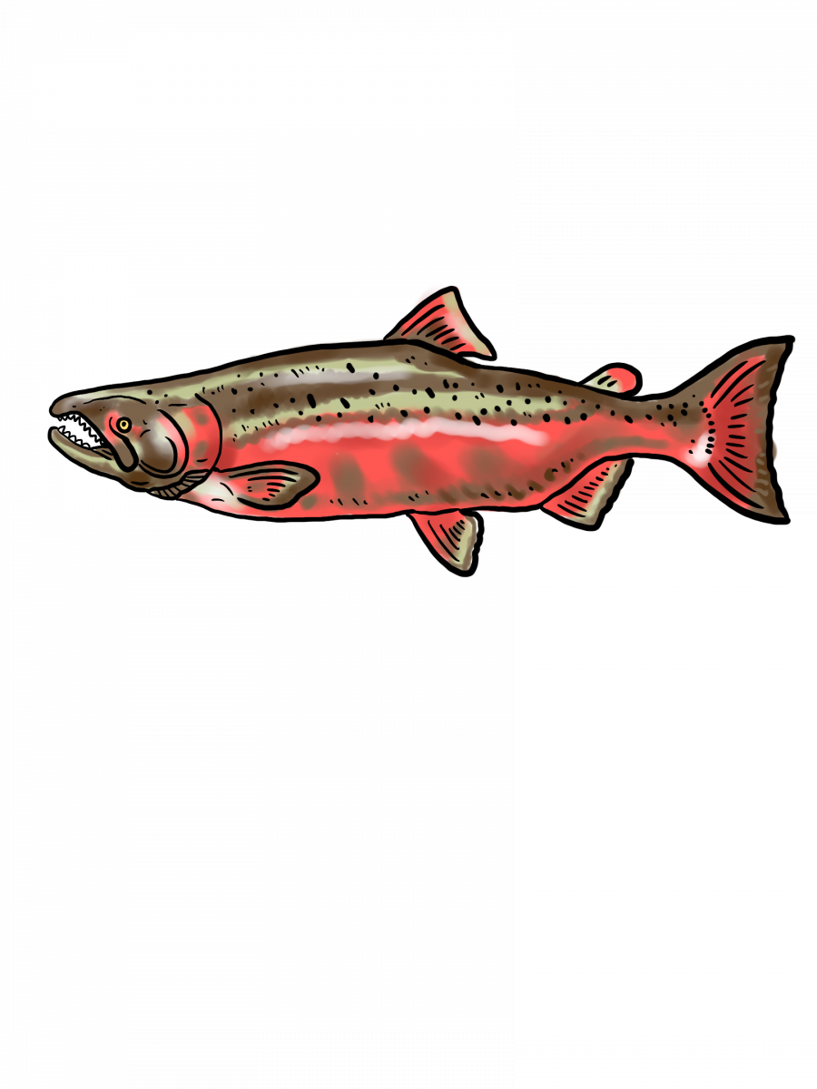 Illustration of salmon.&nbsp;