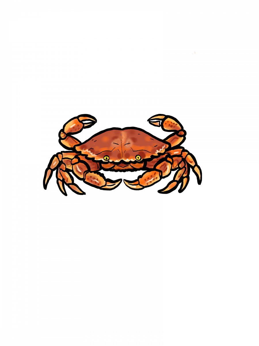 Illustration of crab.