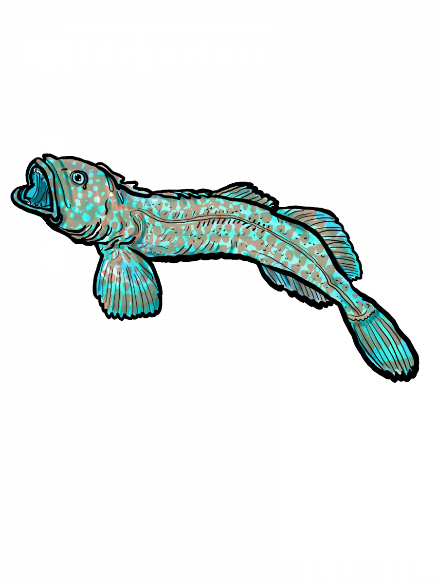 Illustration of lingcod