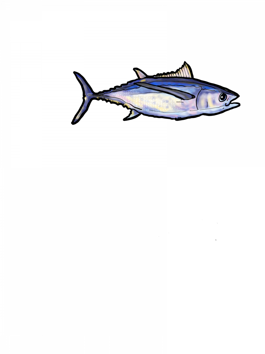 Illustration of albacore tuna.