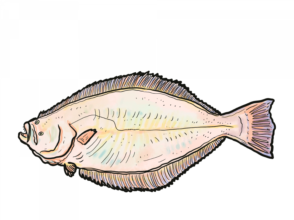Illustration of California halibut