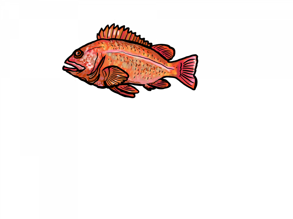 Illustration of rockfish