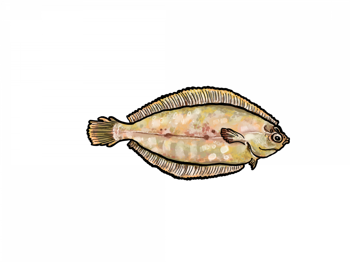 Illustration of sole.