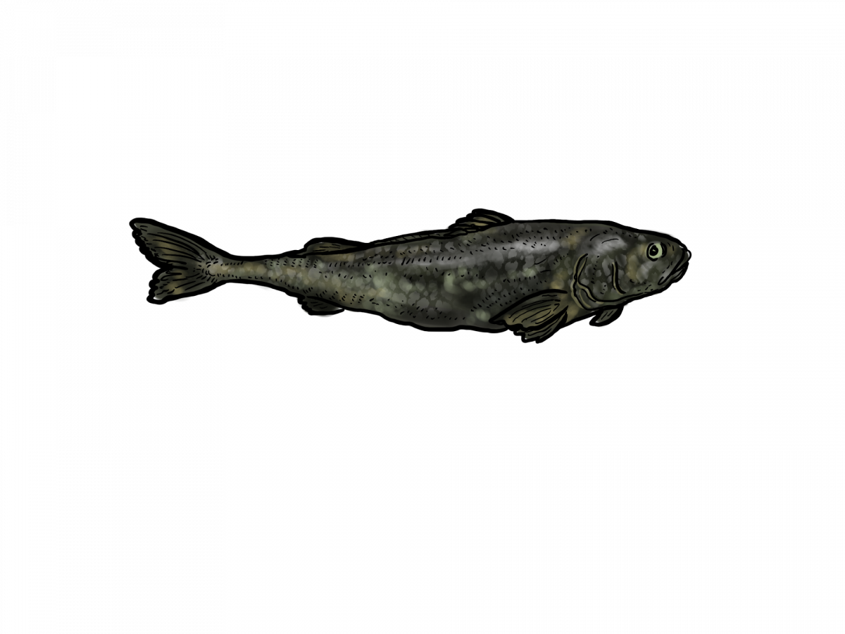 Illustration of black cod.