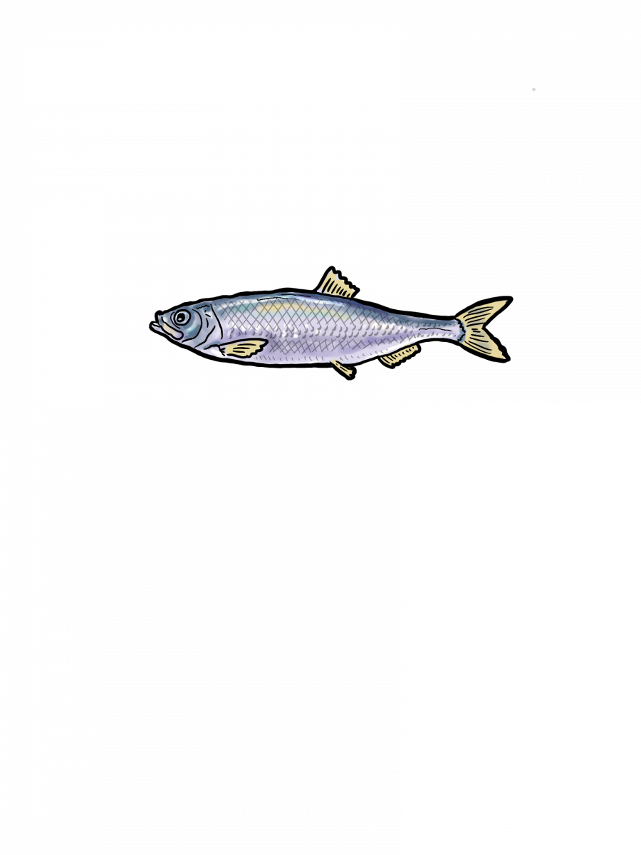 Illustration of pacific herring.