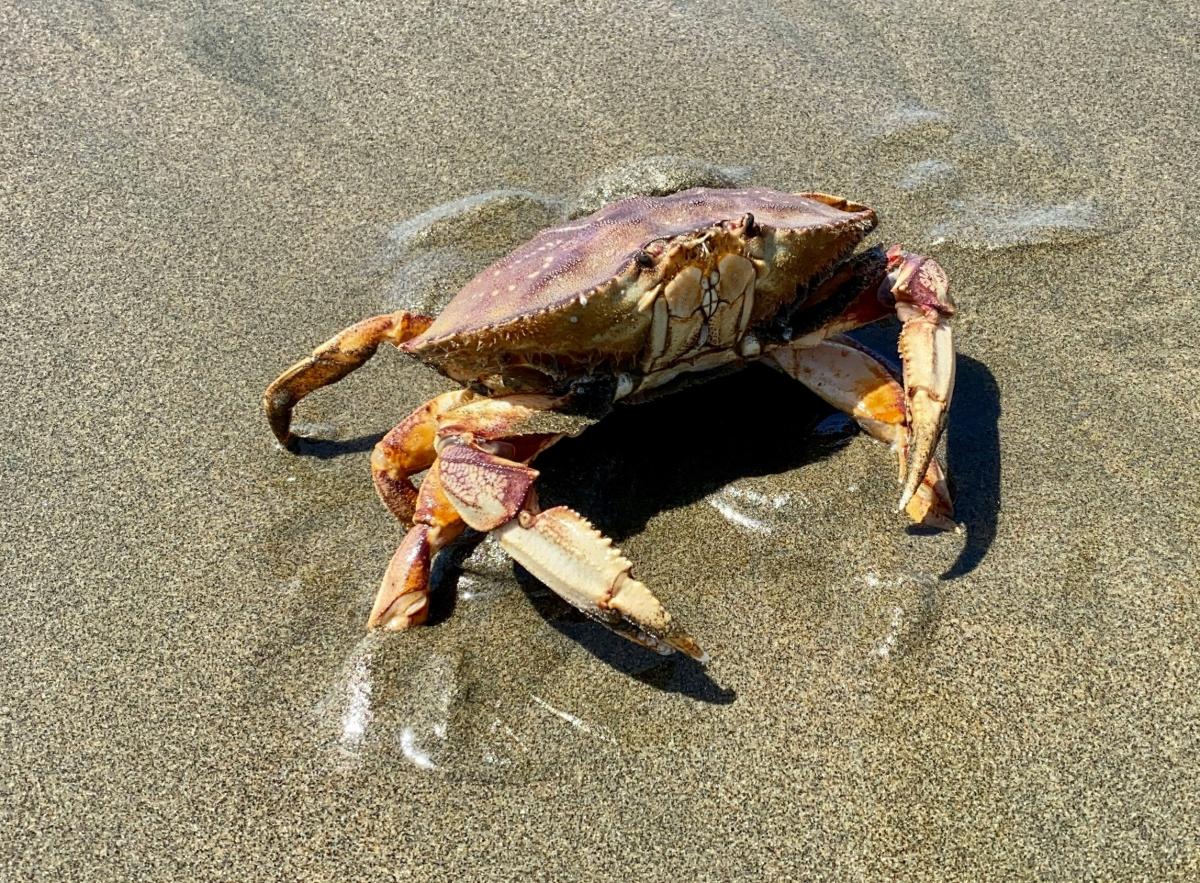 Crab in the sand.