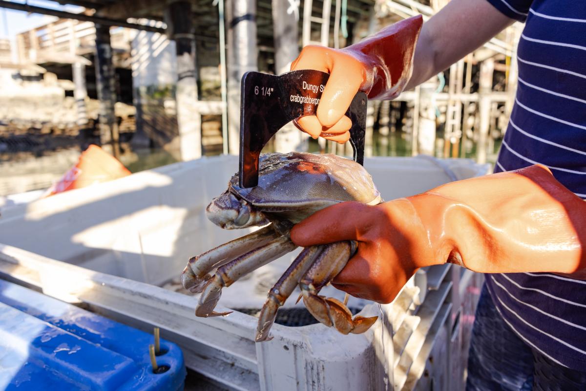 Gloved hands hold up a measuring tool against a crab.