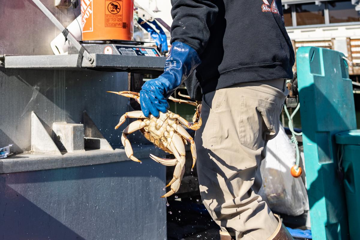 Man hold a crab with a gloved hand.