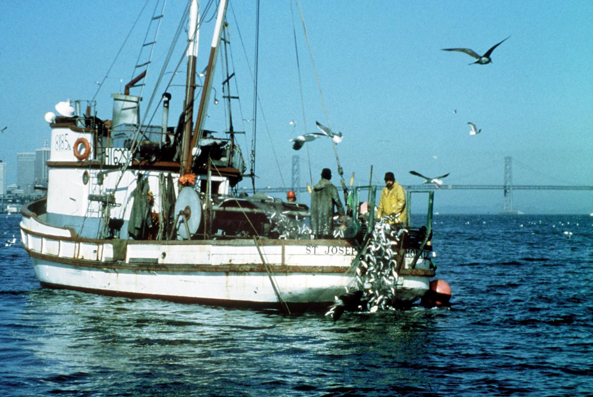 Fishermen on a boat pull in a net filled with fish.