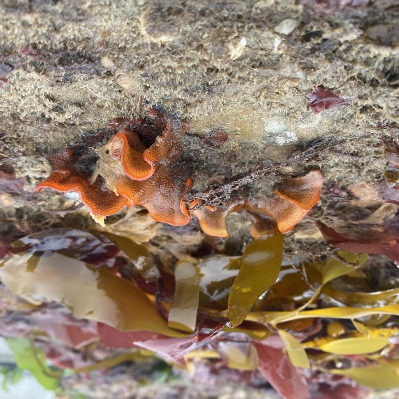 Living Seawall Pilot