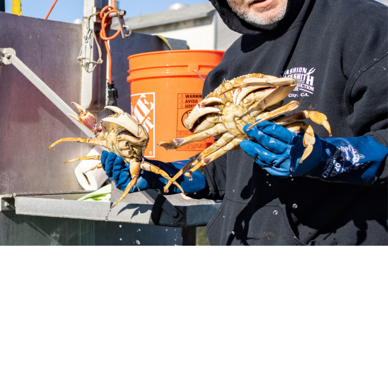 Man holds two crabs with gloved hands